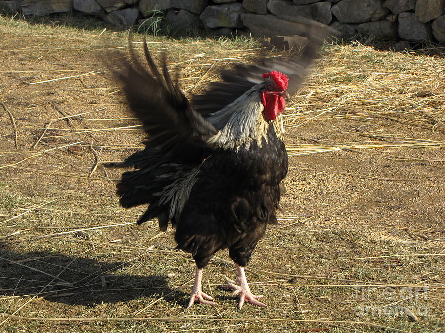 Dance Like A Chicken